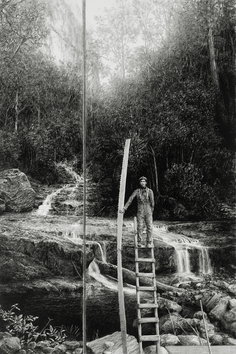 Woodland Madrigal - succulent ode CLEARCUT - Paris, NYC, Seattle graphite on paper