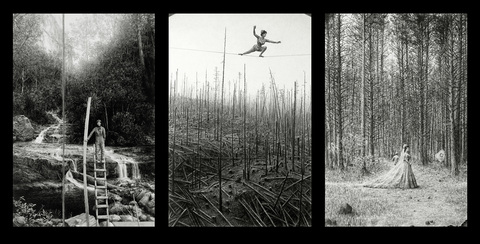 Woodland Madrigal Triptych CLEARCUT - Paris, NYC, Seattle graphite on paper