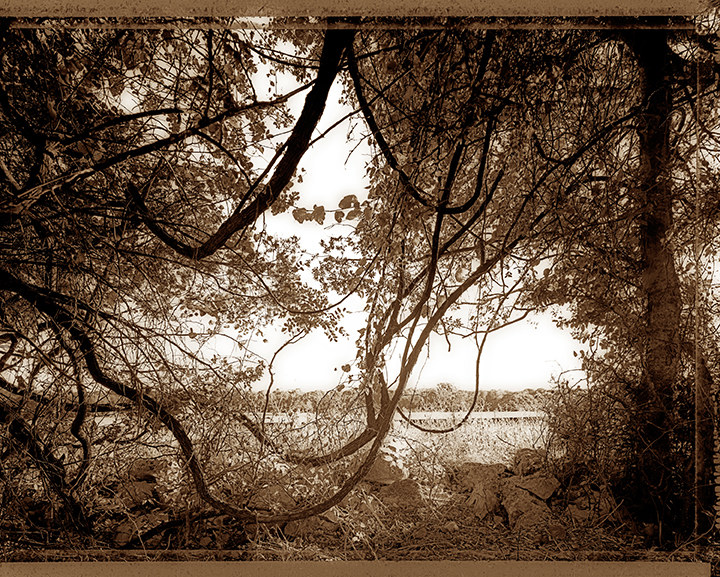 Tangle, Little Barton Creek. Bill Kennedy Photography Black & White Landscape