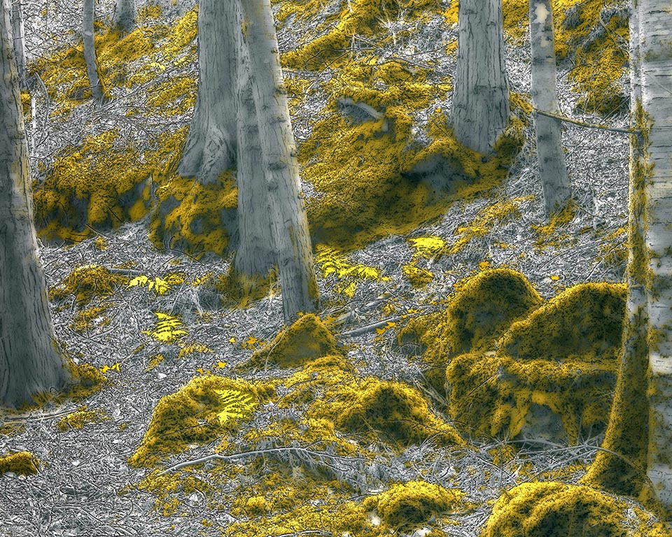 Ards, Ireland #2. Bill Kennedy Photography Landscape Redux