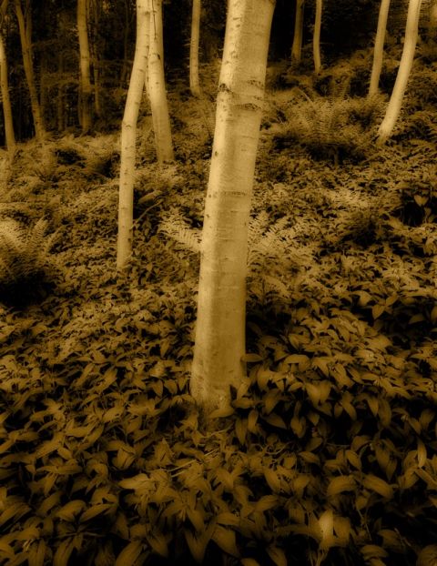 Glade #2, near Stonehaven, Scotland. Bill Kennedy Photography Woodlands