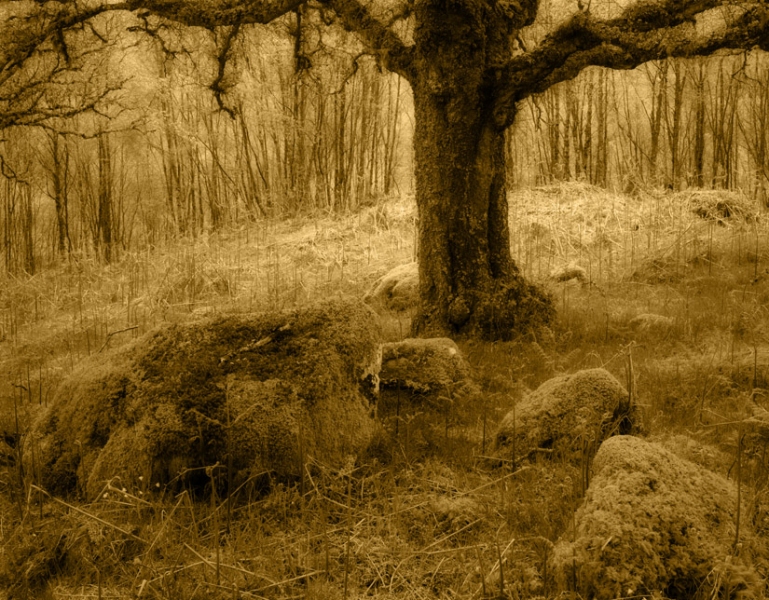 Burn, Scotland. Bill Kennedy Photography Woodlands