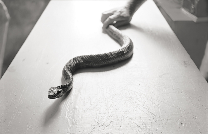 Brian Miller Cottonmouth Pigment Print