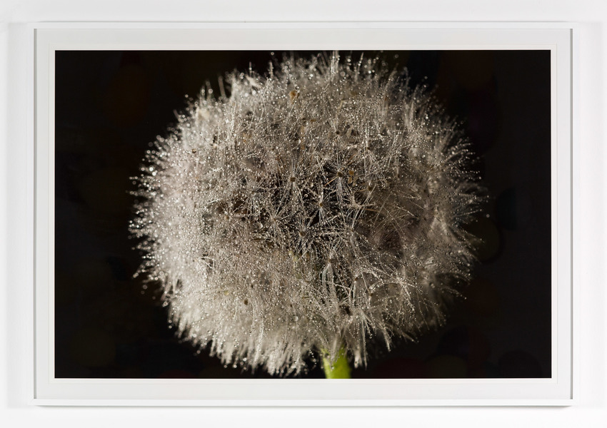 "Dandelion" CHARLEY FRIEDMAN Installation Images C-Print