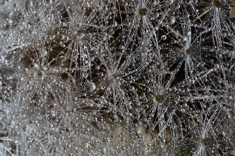 Detail of "Dandelion" CHARLEY FRIEDMAN Installation Images
