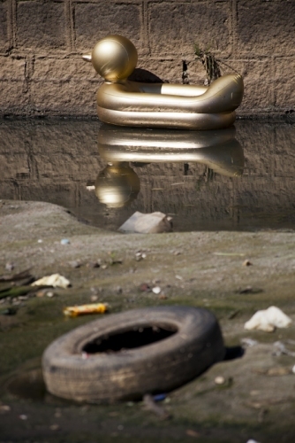 #123 Chasing the Golden Duck Cibele Vieira BUY PRINTS Archival Pigment Print