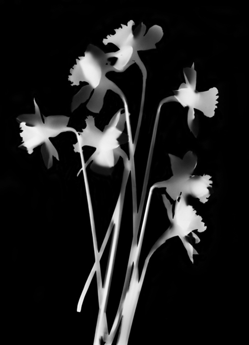 Cordelia Williams Millefleurs and Photograms Archival pigment print from gelatin silver photogram
