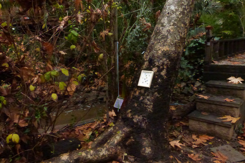 Moist earth, wet leaves, art and poetry Poetry of the Spheres