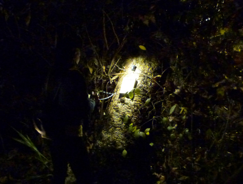 The unexpected lights enchanted guests Poetry of the Spheres