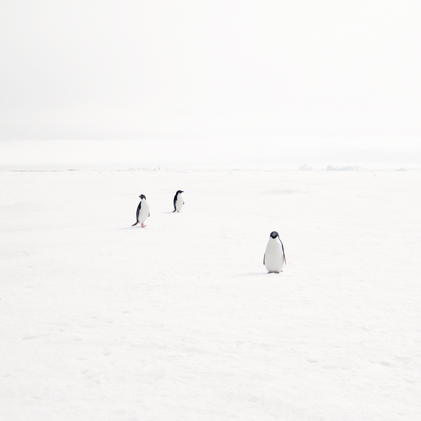 Adeli Penguins on Fast Ice, Antarctica, 2007