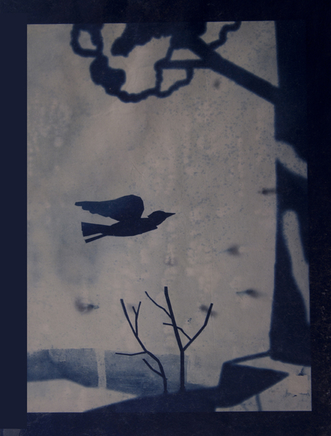 Drifting Cyanotypes cyanotype