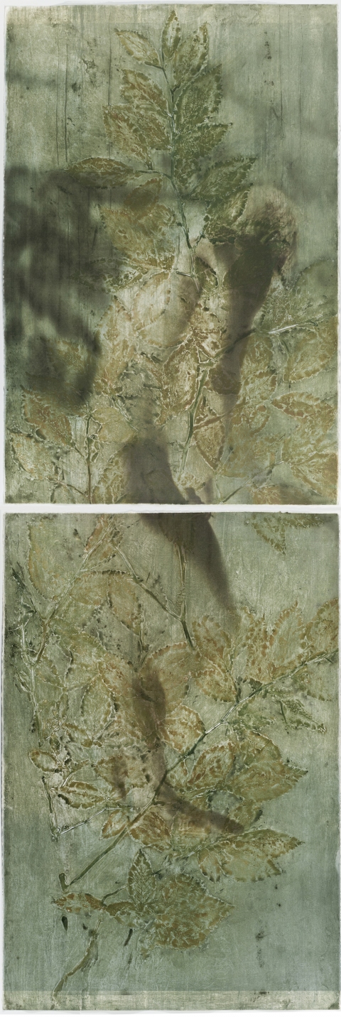 Turning Beech Creatura Botanica: Human and Plant Forms Conjoined collagraph on cotton ultrachrome photo print mounted on stretched canvas