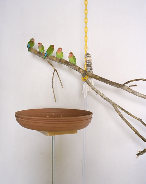 Lovebirds Green Screen Chromogenic print