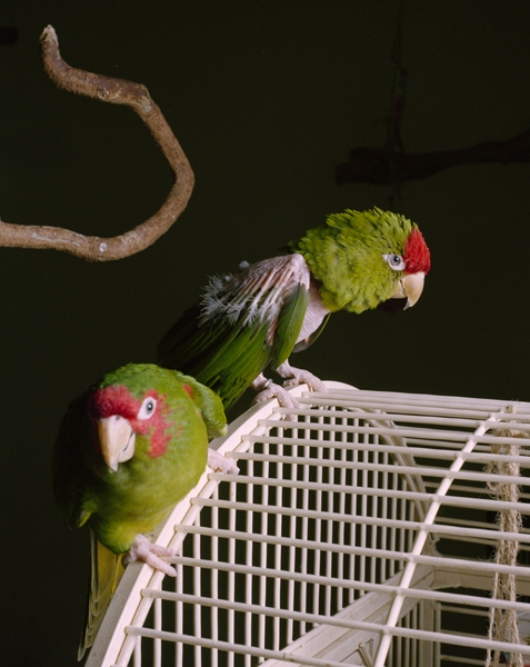 Blue Eye Bone Wing Green Screen Chromogenic print