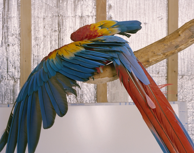 Macaw Wing Green Screen Chromogenic print