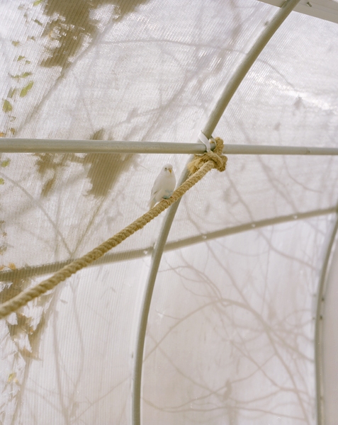 White Bird Green Screen Chromogenic print