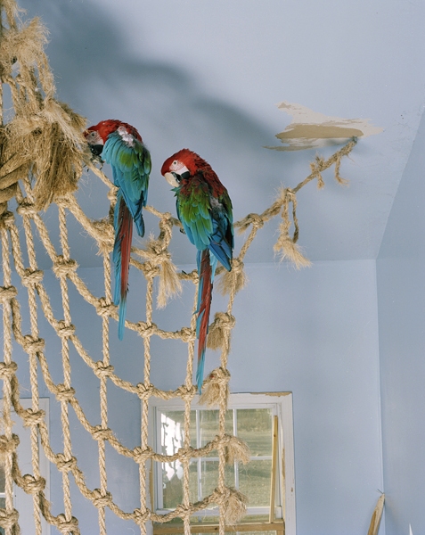 Pluckers Green Screen Chromogenic print