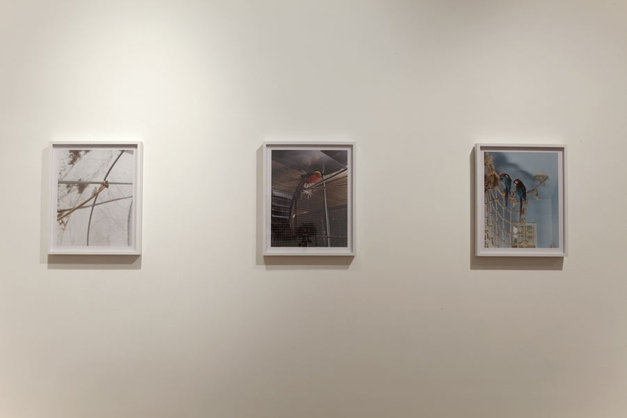 Installation View, 2011 Green Screen