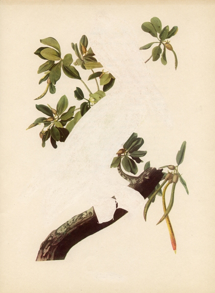 Brown Pelican Green Screen Erased Lithograph