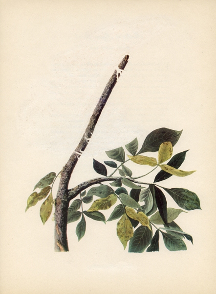 Pigeon Hawk Green Screen Erased Lithograph