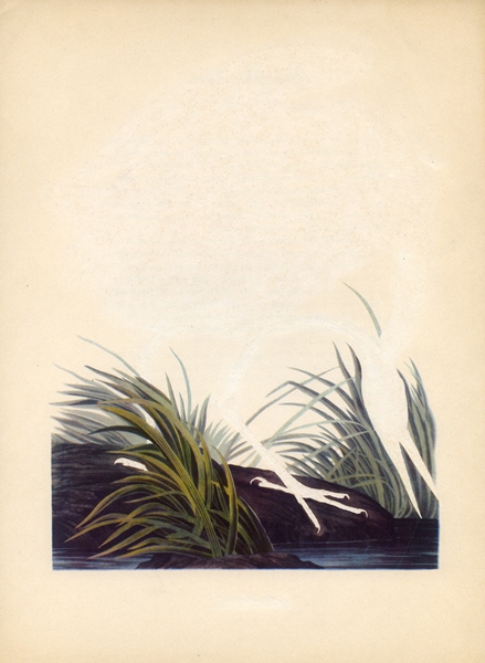 Great Blue Heron Green Screen Erased Lithograph