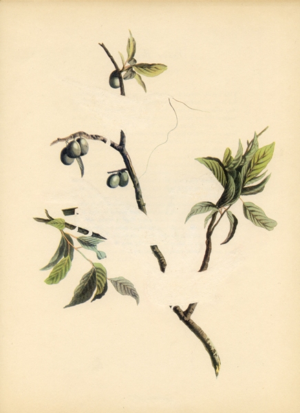 Painted Bunting Green Screen Erased Lithograph