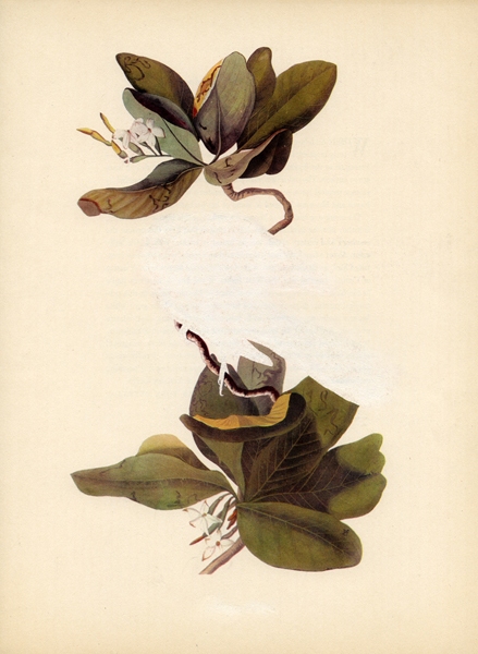 Mangrove Cuckoo Green Screen Erased Lithograph