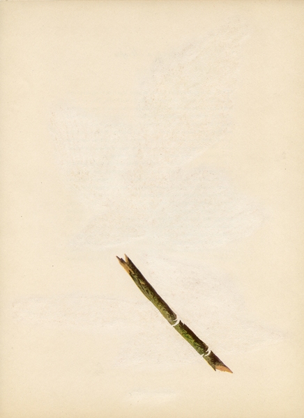 American Magpie Green Screen Erased Lithograph