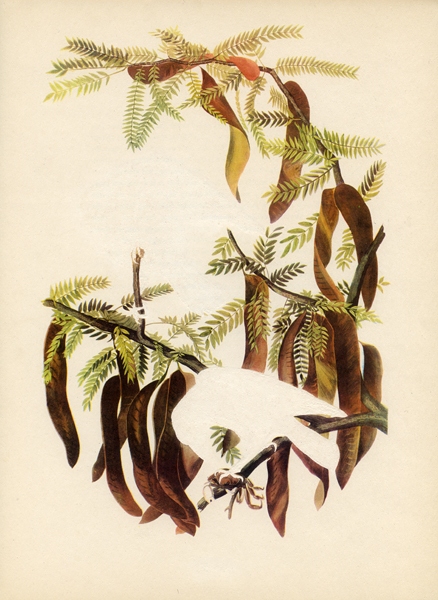 Fish Crow Green Screen Erased Lithograph