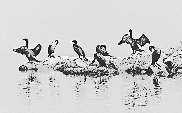 Drying Out-1 George Megrue Black & White photograph