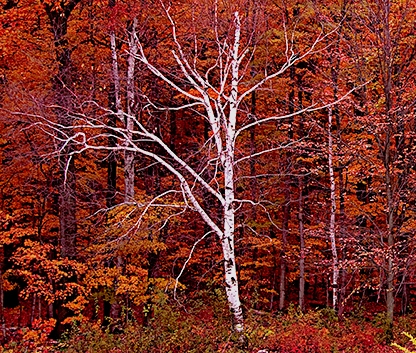 Bride Stripped Bare by the Odd Bachelors George Megrue Color photgraph