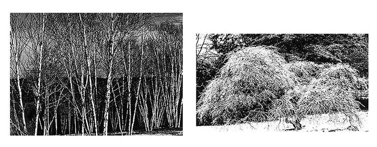 White Birches and Winter Bride George Megrue Black & White photograph (diptych)