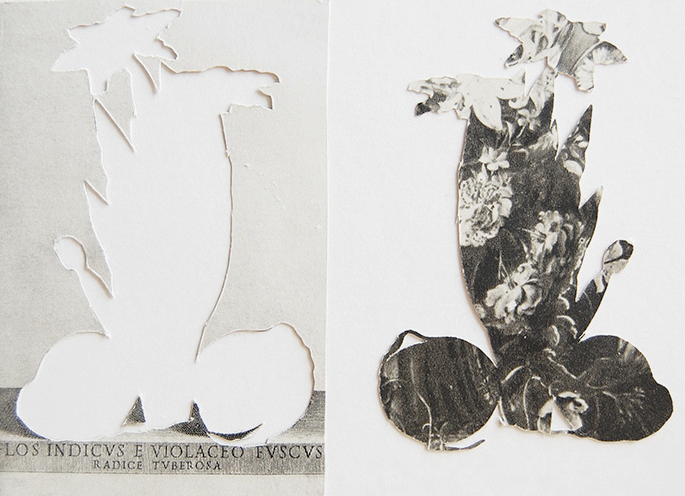 Italian Flowers #10 Jane Deering Gallery Elizabeth Alexander Collaged photogravure print