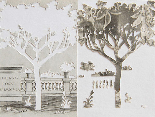 Italian Flowers #13 Jane Deering Gallery Elizabeth Alexander Collaged photogravure print