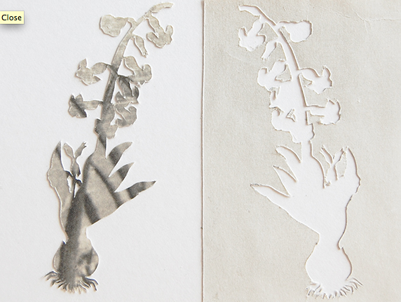 Italian Flowers #15 Jane Deering Gallery Elizabeth Alexander Collaged photogravure print