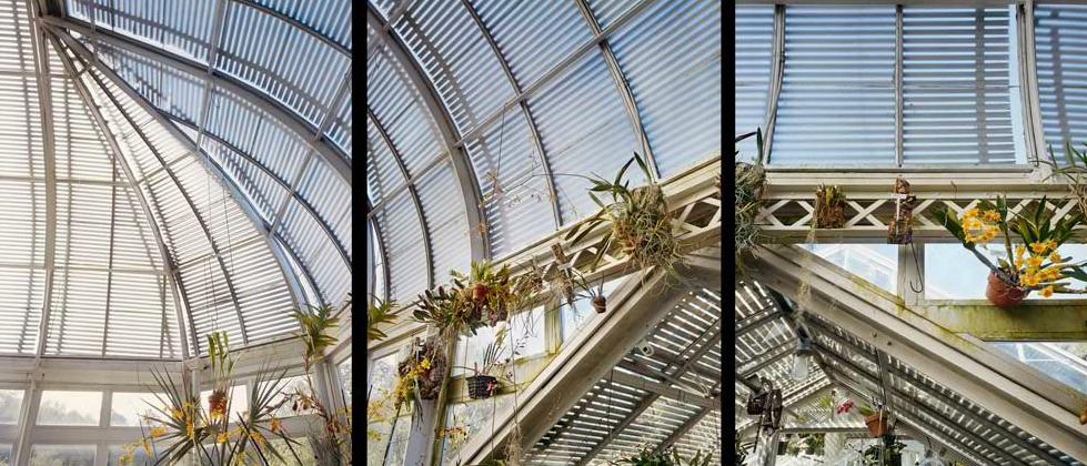Reynold Greenhouse, Winston Salem, NC Jane Deering Gallery Exhibition: Blue arrived, and its time was painted Digital C-print on Harmon paper