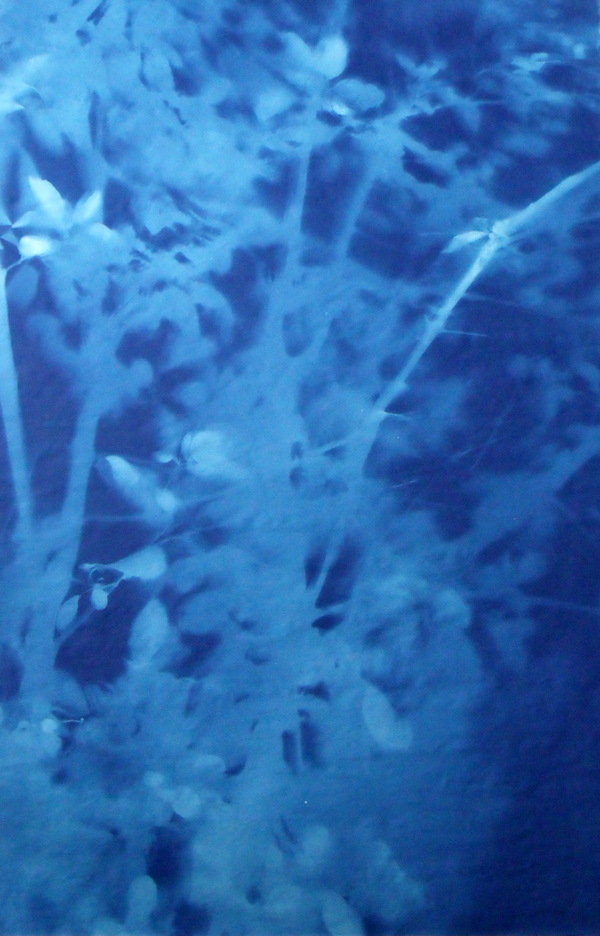 Arbor 8-26 (#2) Jane Deering Gallery Exhibition: Blue arrived, and its time was painted Cyanotype on paper