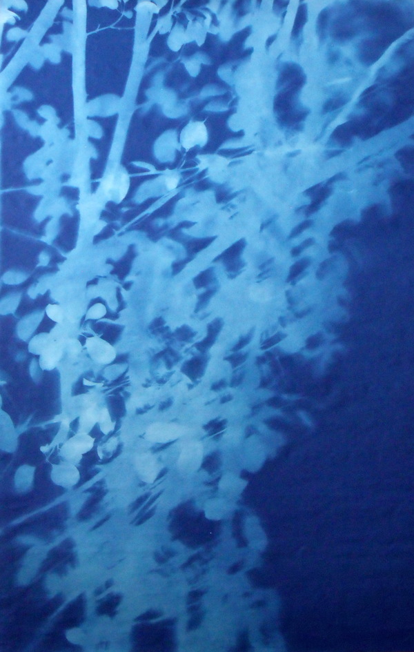Arbor 7-17 Jane Deering Gallery Exhibition: Blue arrived, and its time was painted Cyanotype on paper