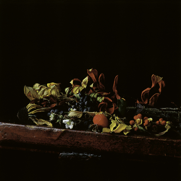 End of Autumn . Untitled #6 Jane Deering Gallery Paul Cary Goldberg Iris Print
