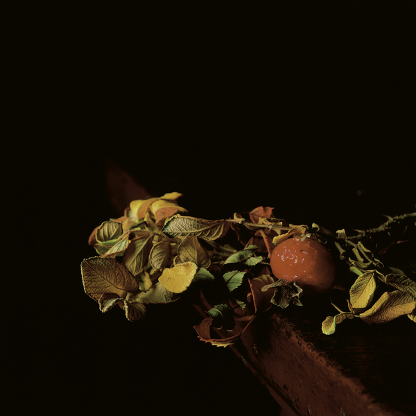 End of Autumn . Untitled #7 Jane Deering Gallery Paul Cary Goldberg Iris Print