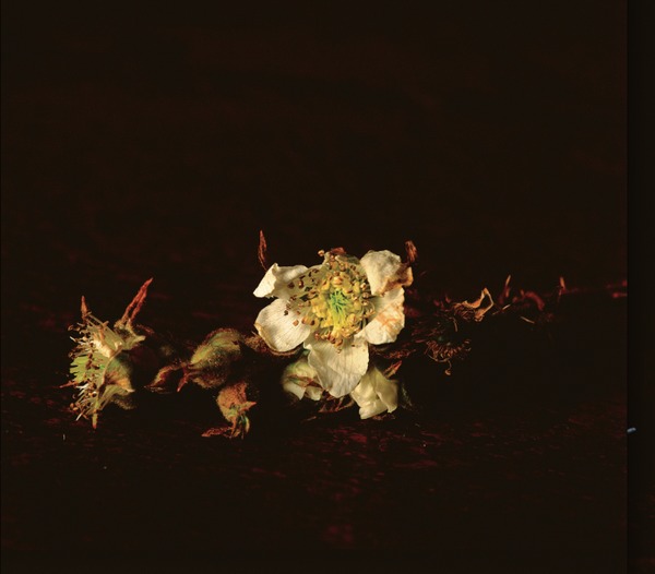 End of Autumn . Untitled #14 Jane Deering Gallery Paul Cary Goldberg Iris Print