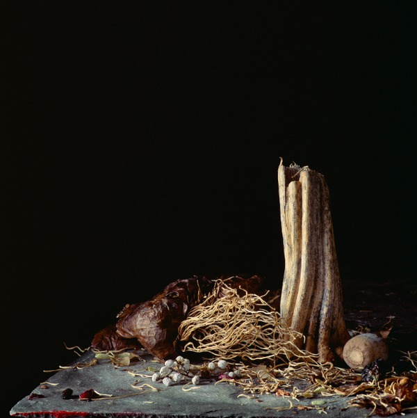 Still Life with Aged Garlic, Squash Stem and Acorn Jane Deering Gallery Paul Cary Goldberg Archival Pigment Print