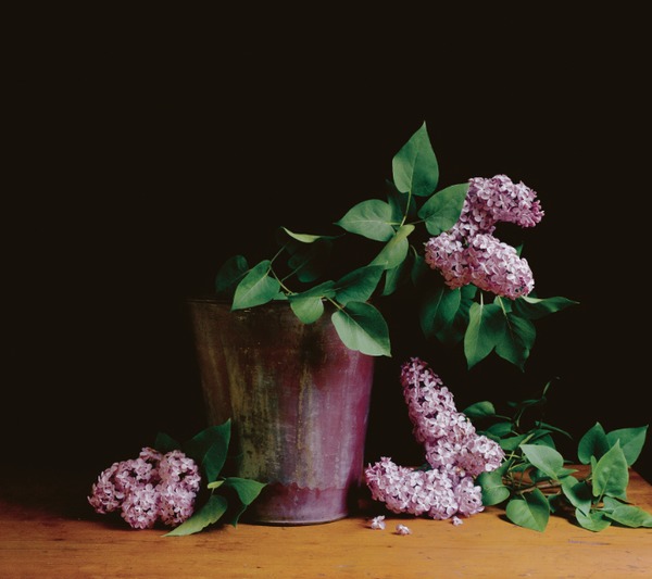Lilacs Jane Deering Gallery Paul Cary Goldberg Iris Print