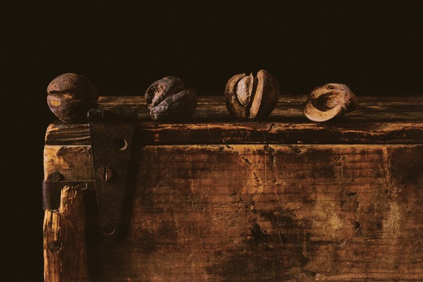 Shag Bark Hickory Nuts Jane Deering Gallery Paul Cary Goldberg Iris Print
