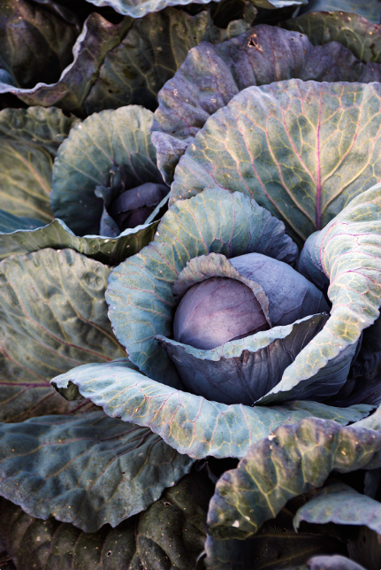 Cabbage #3 Jane Deering Gallery Paul Cary Goldberg Archival Pigment Print