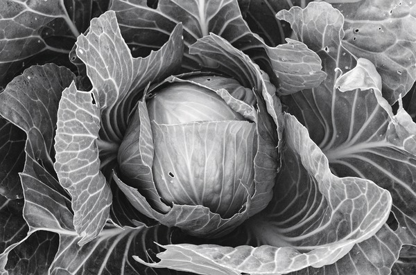 Cabbage #2 Jane Deering Gallery Paul Cary Goldberg Archival Pigment Print