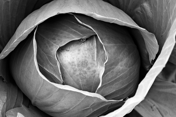 Cabbage #1 Jane Deering Gallery Paul Cary Goldberg Archival Pigment Print