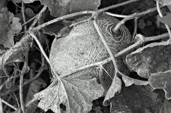 Melon on the Vine Jane Deering Gallery Paul Cary Goldberg Archival Pigment Print
