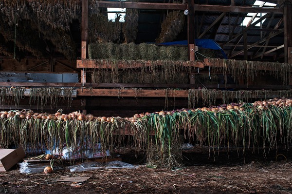 Onions Drying Jane Deering Gallery Paul Cary Goldberg Archival Pigment Print