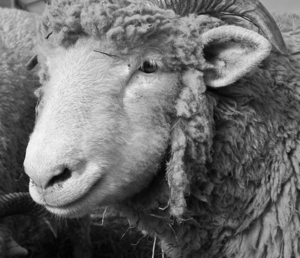 Sheep #2 Jane Deering Gallery Paul Cary Goldberg Archival Pigment Print